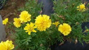 種まき直後のツライ別れ。間引きをしてきました