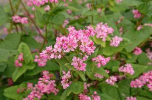 あの冬のスターが満を持して畑に登場！